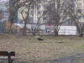 Park Kavalírka