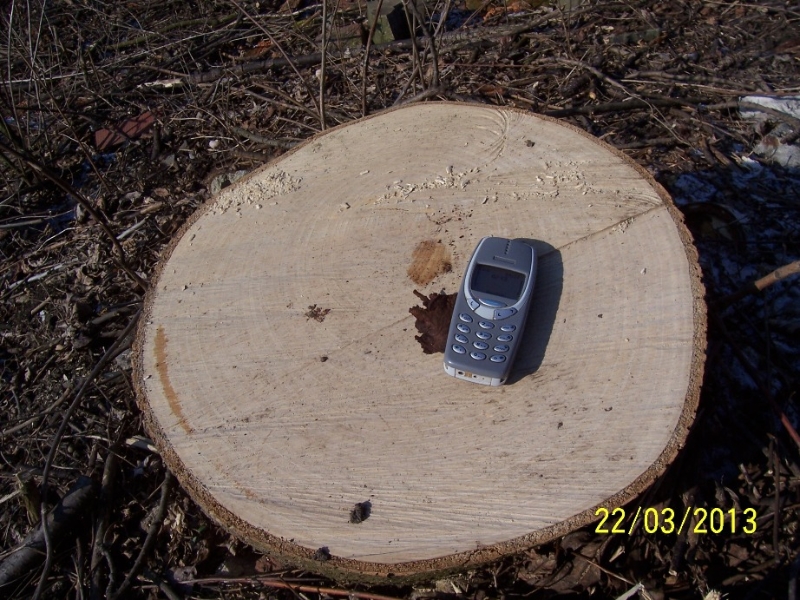 Pokácené stromy měly průměr kmene přes 40 cm, rostly tu desítky let (autor: Drahomír Bárta, 22. 3. 2013)