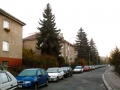 Vzácná jedle, která se stala obětí developera