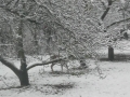 V zimě jste mohli na zahradě zahlédnout i srnku (autor: Lucie Klenecká)